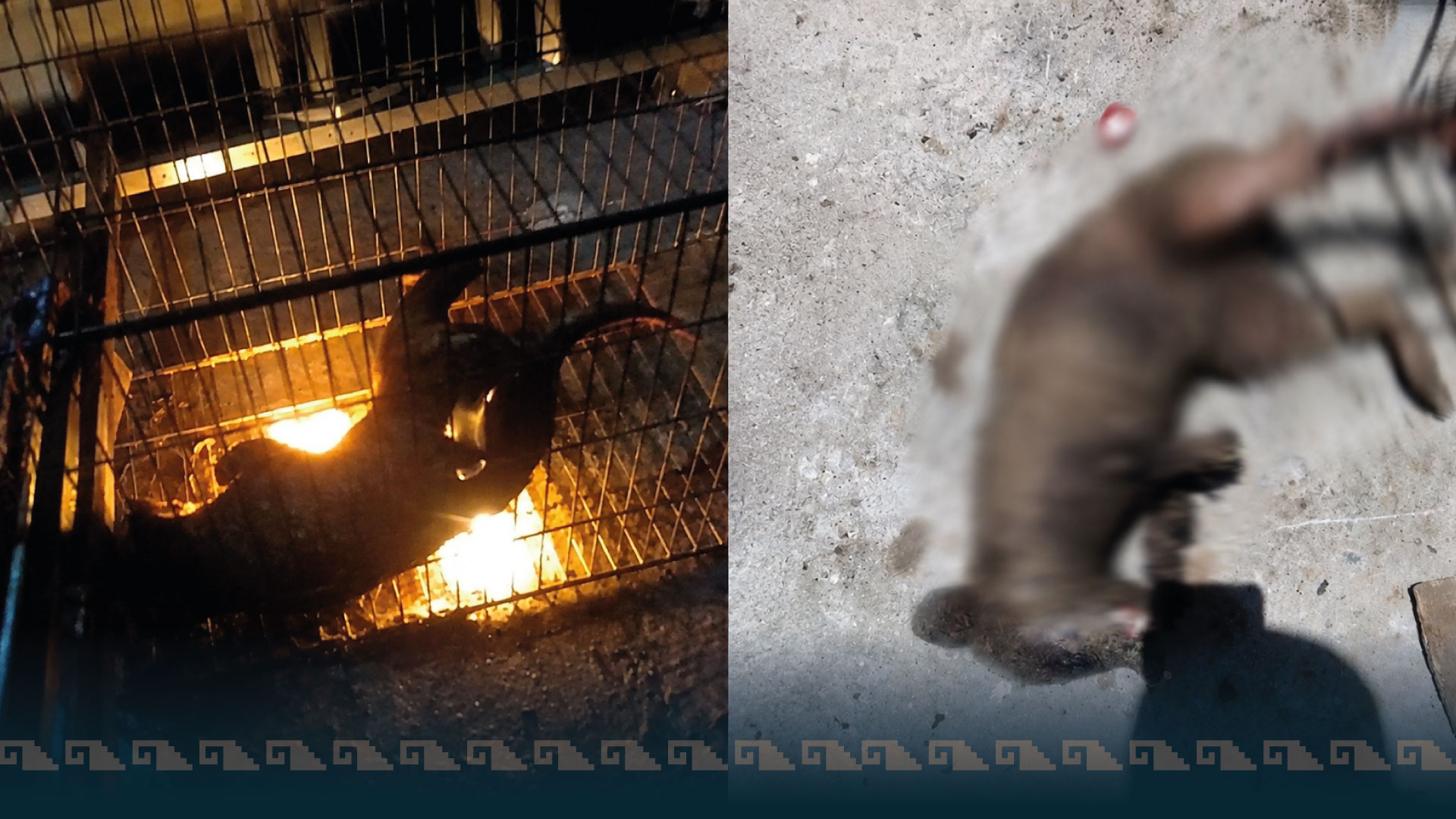 Indignante sujeto prende fuego a un animal en Matamoros, Tamaulipas